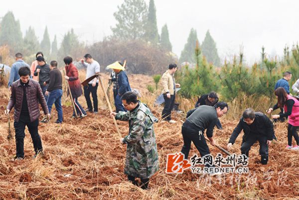爱体育手机网页版登录入口老师们热火朝天地挥锄种金槐